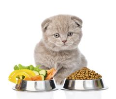 Ветеринарні дієти для котів